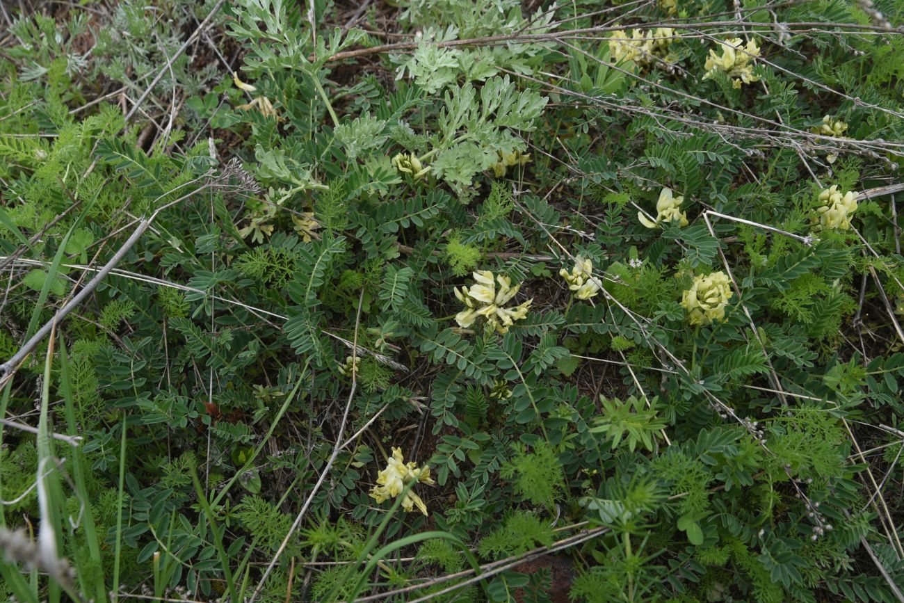 Image of genus Astragalus specimen.