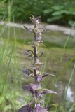 Ajuga reptans. Соцветие с цветками и завязавшимися плодами. Краснодарский край, Крымский р-н, окр. станицы Неберджаевская, ур. Темрючки, грабово-дубовый лес, у лесного ручья. 06.06.2025.