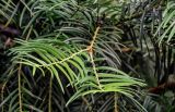Cephalotaxus harringtonia