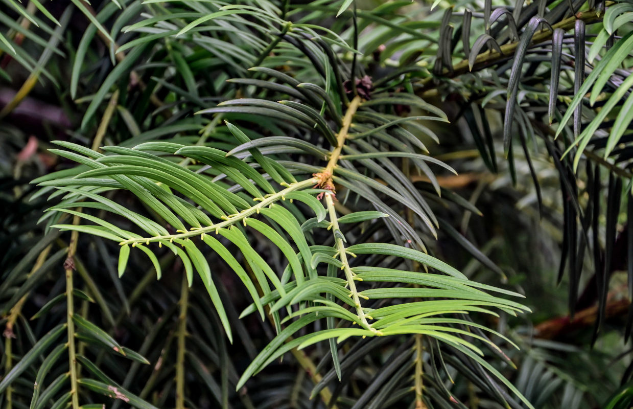 Image of Cephalotaxus harringtonia specimen.