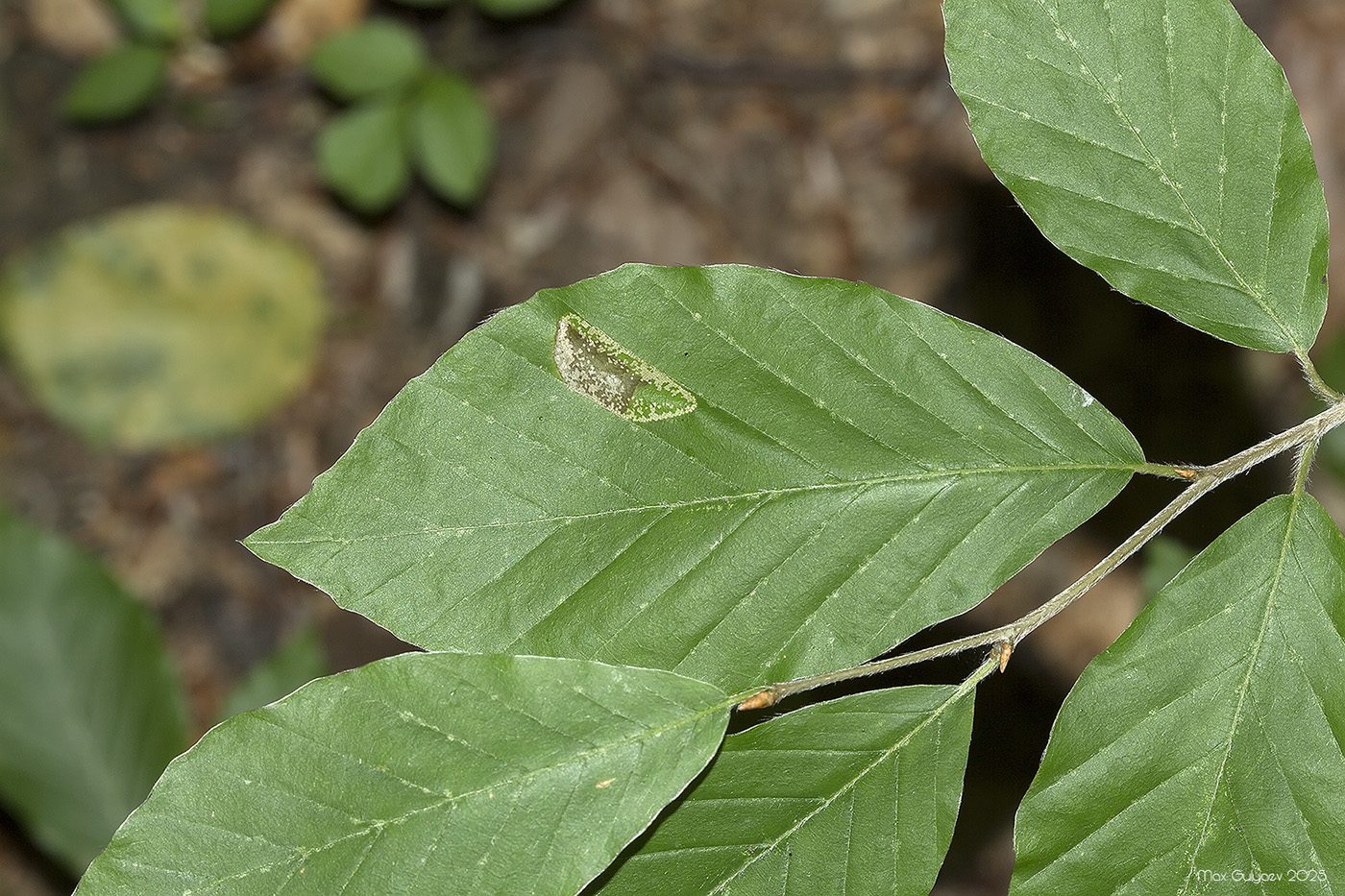 Image of genus Fagus specimen.