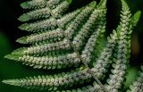 Dryopteris filix-mas