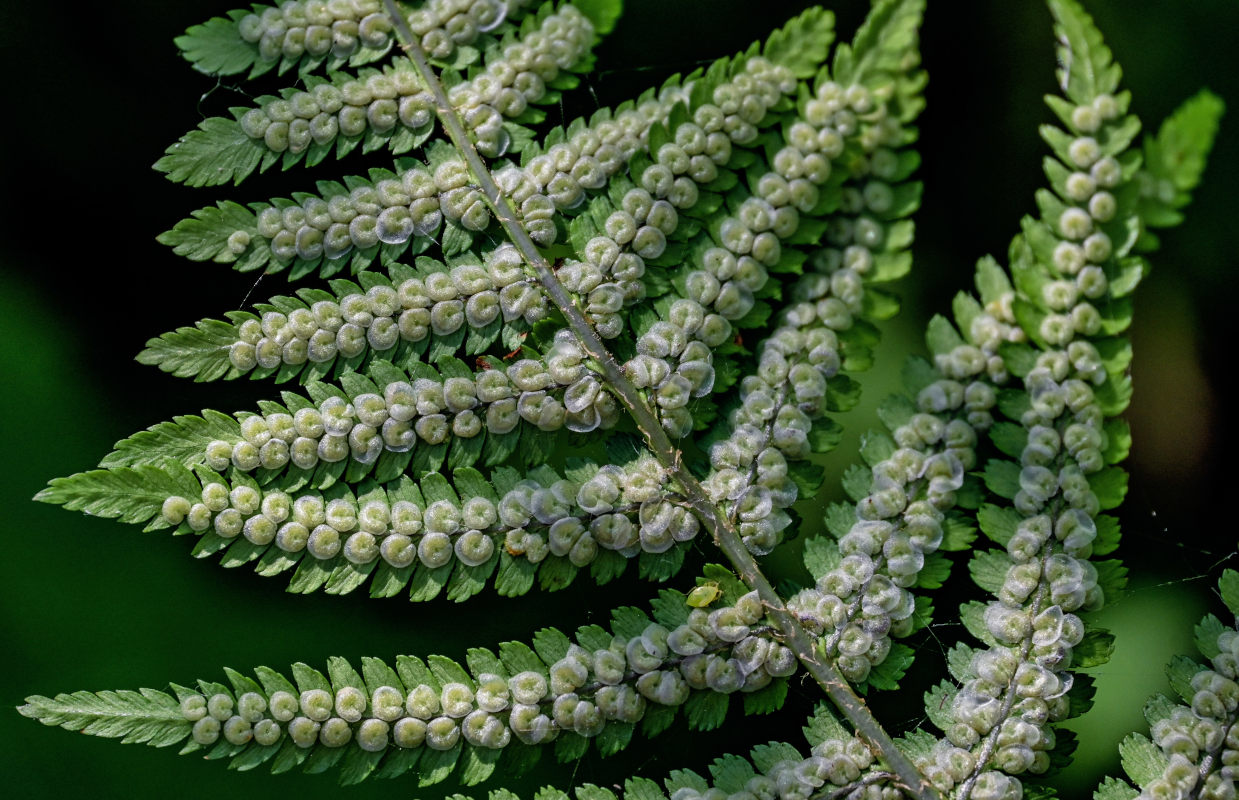 Image of Dryopteris filix-mas specimen.