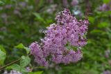 Syringa × henryi. Соцветия. Мурманск, центр города, ул. Софьи Перовской, в культуре. 21.07.2025.