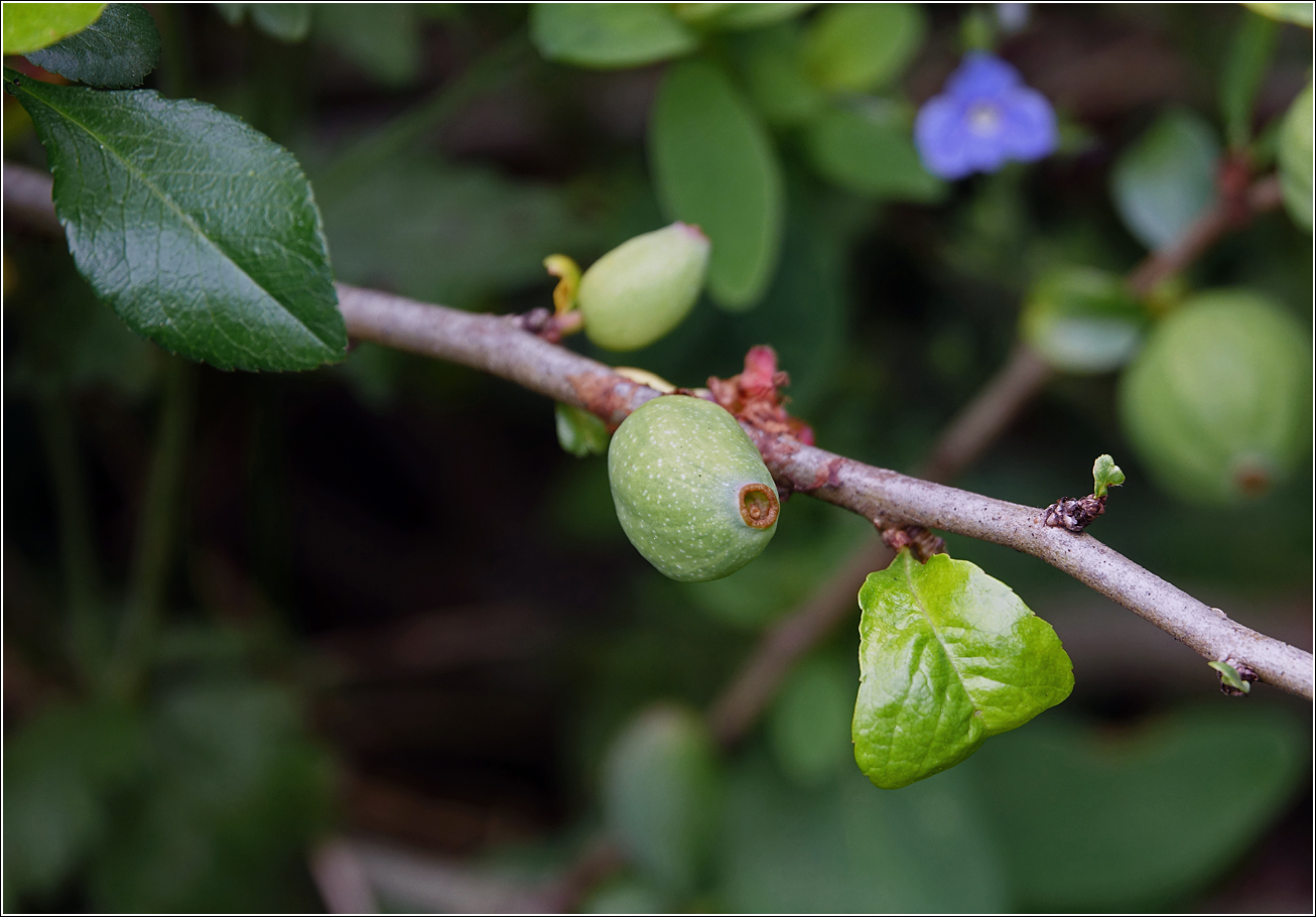 Image of Chaenomeles japonica specimen.