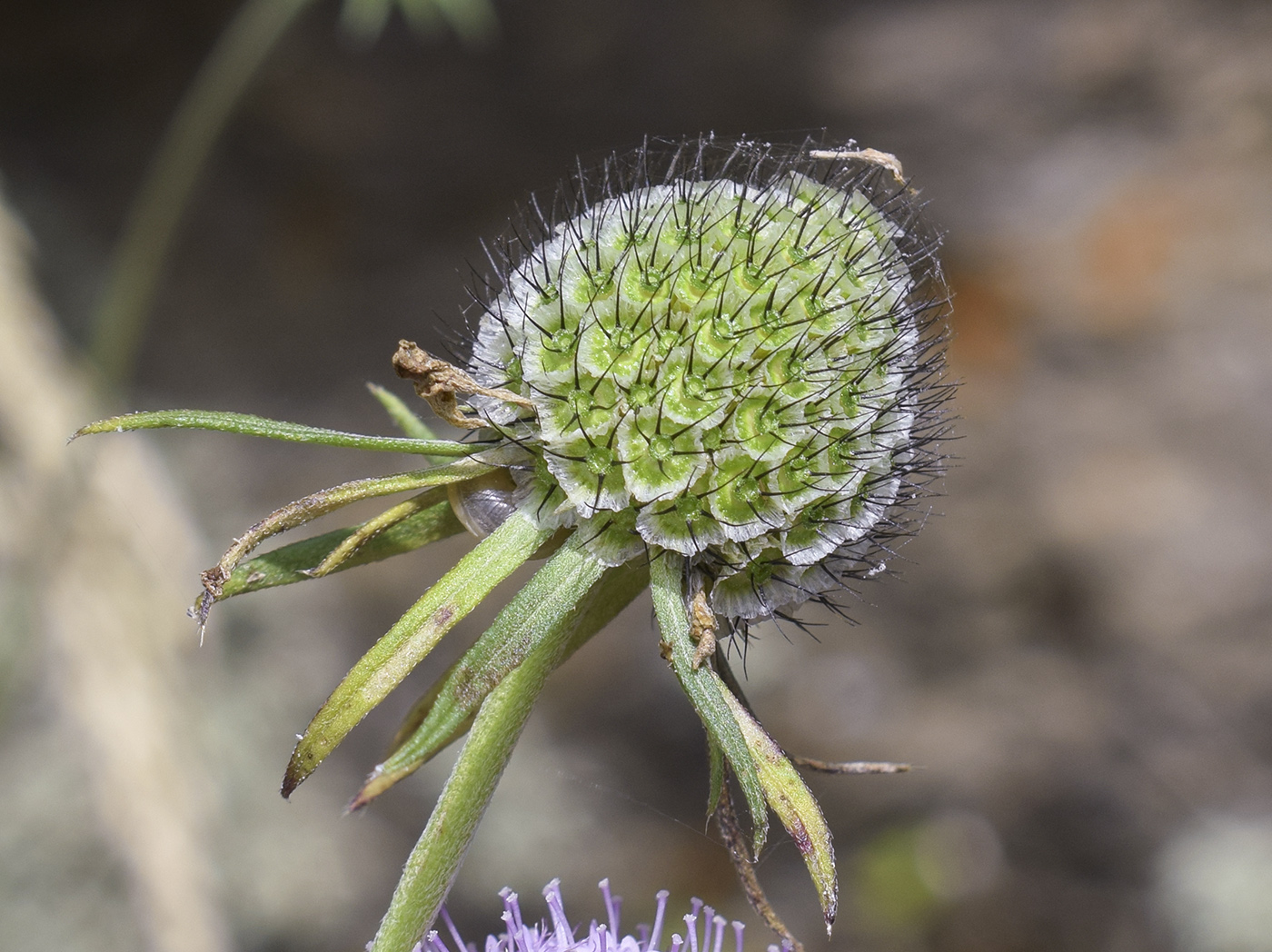 Изображение особи Scabiosa columbaria.