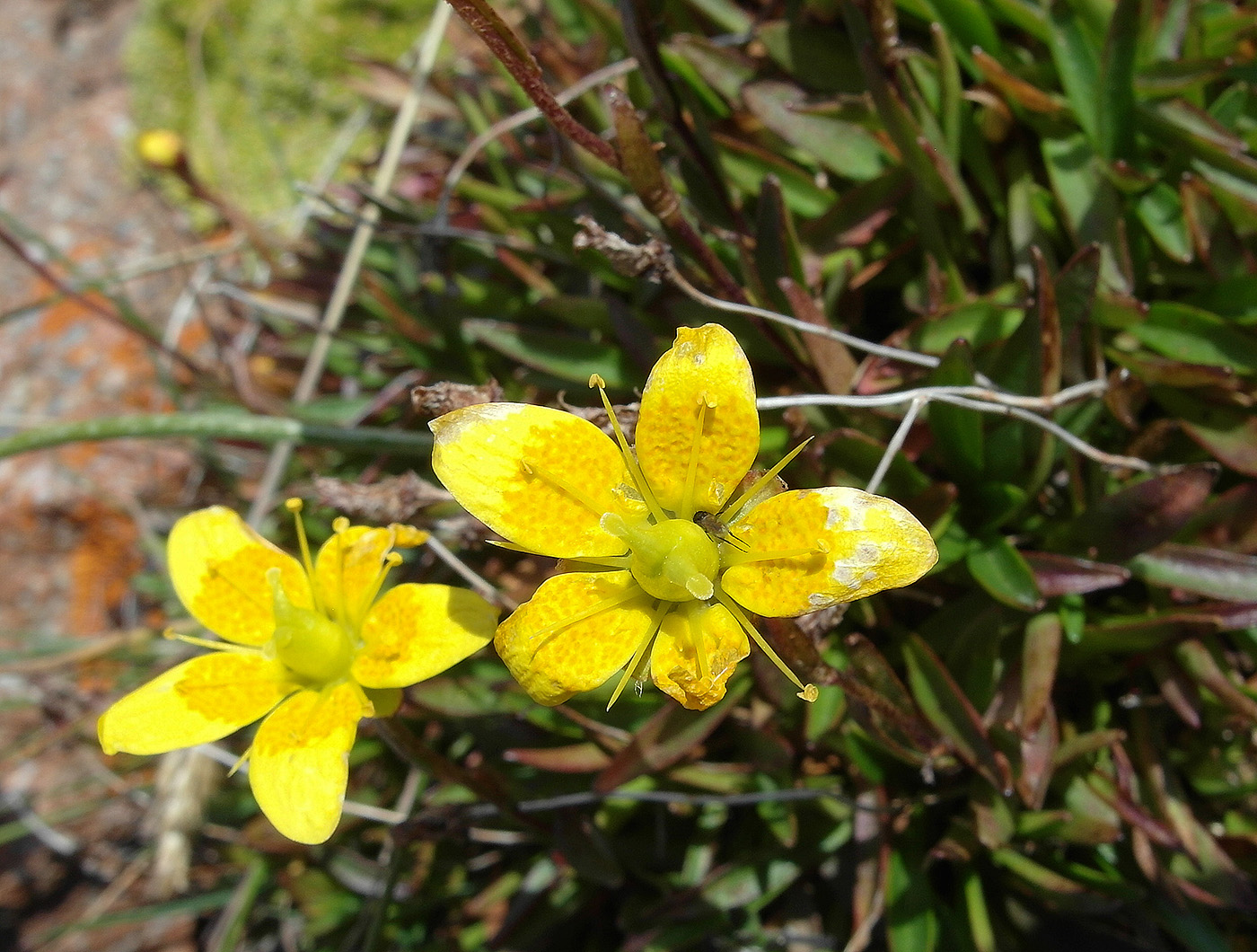 Изображение особи Saxifraga hirculus.