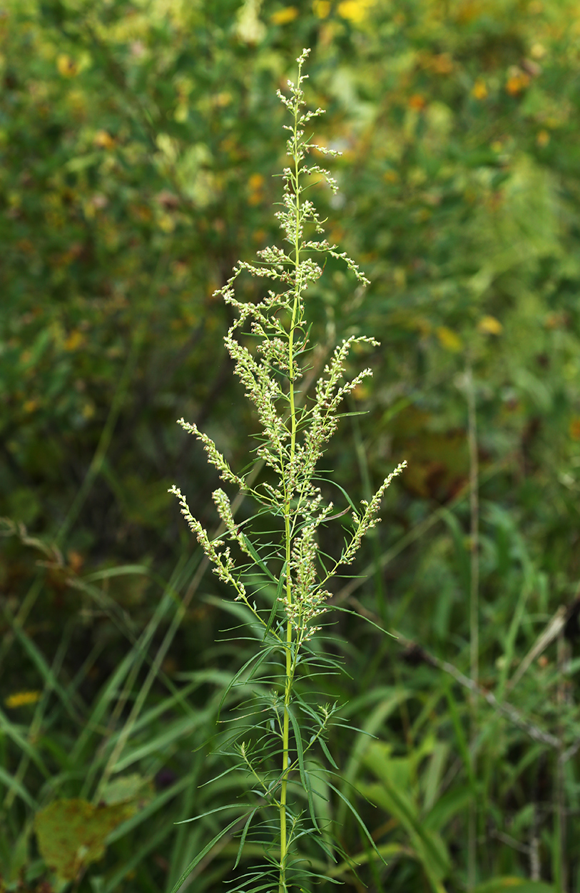 Image of Artemisia rubripes specimen.