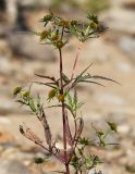Bidens maximowicziana. Верхняя часть цветущего растения. Приморский край, Уссурийский ГО, окр. ж.-д. пл. 9194 км, дол. р. Раздольная на левом берегу, пойма, песчано-галечниковые отложения. 22.09.2025.