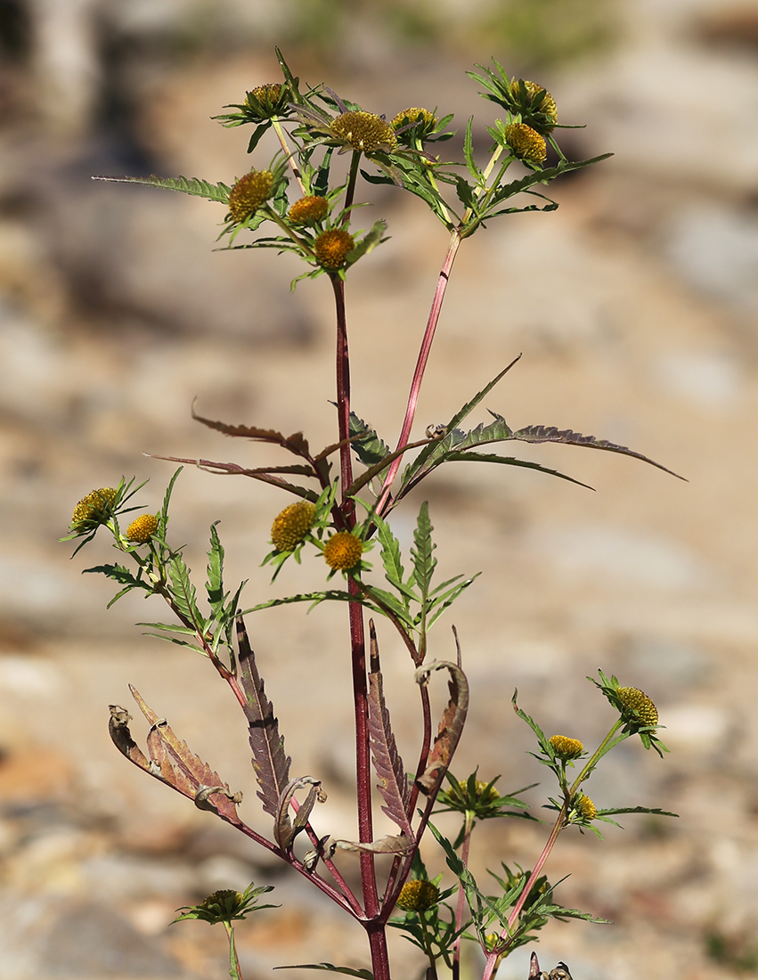 Image of Bidens maximowicziana specimen.