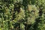 Valeriana officinalis