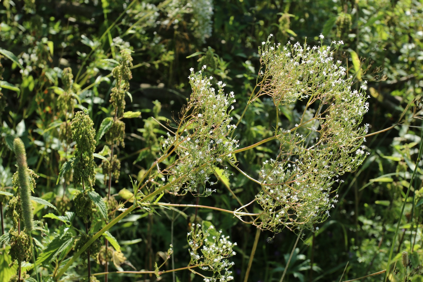 Image of Valeriana officinalis specimen.
