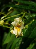 View full-size image Impatiens parviflora