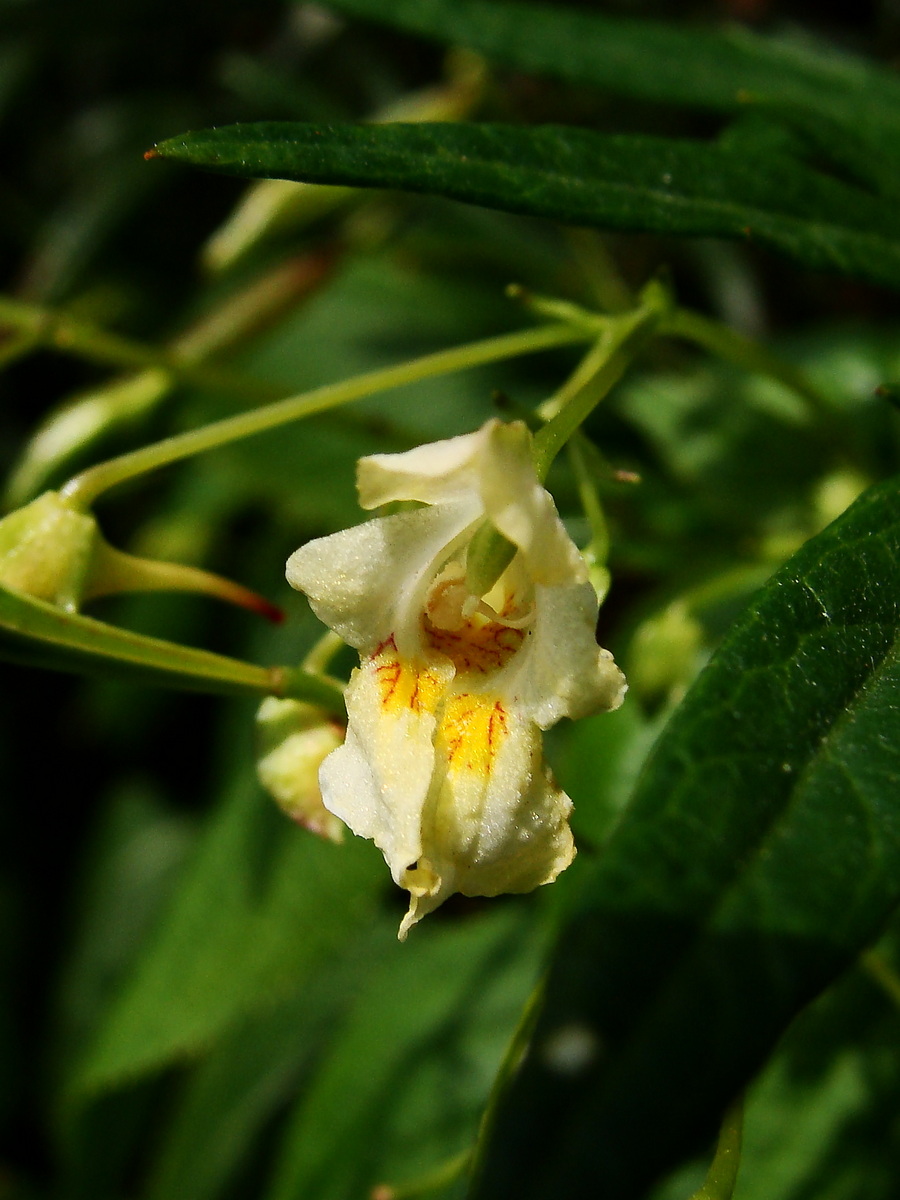 Image of Impatiens parviflora specimen.