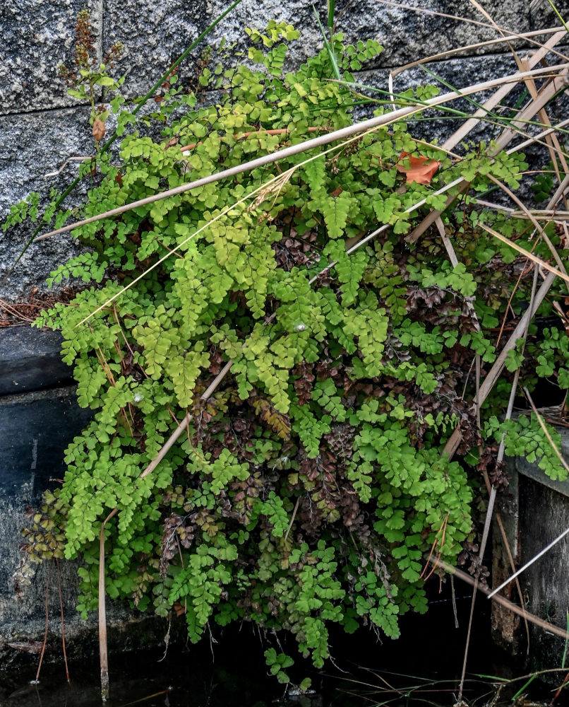 Изображение особи Adiantum capillus-veneris.