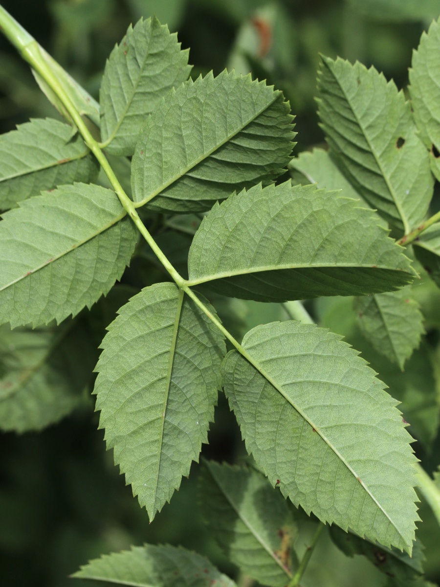 Изображение особи род Rosa.