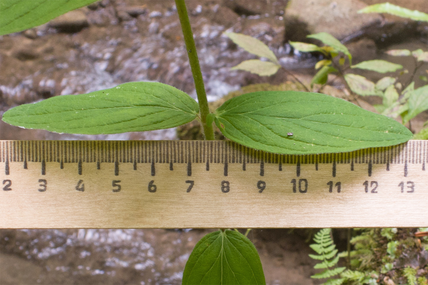 Изображение особи Hypericum hirsutum.