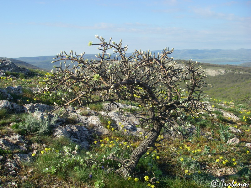 Image of Pyrus elaeagrifolia specimen.