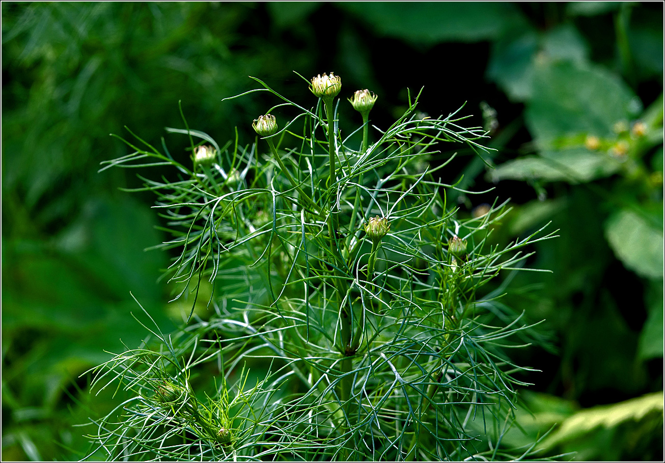 Изображение особи Tripleurospermum inodorum.