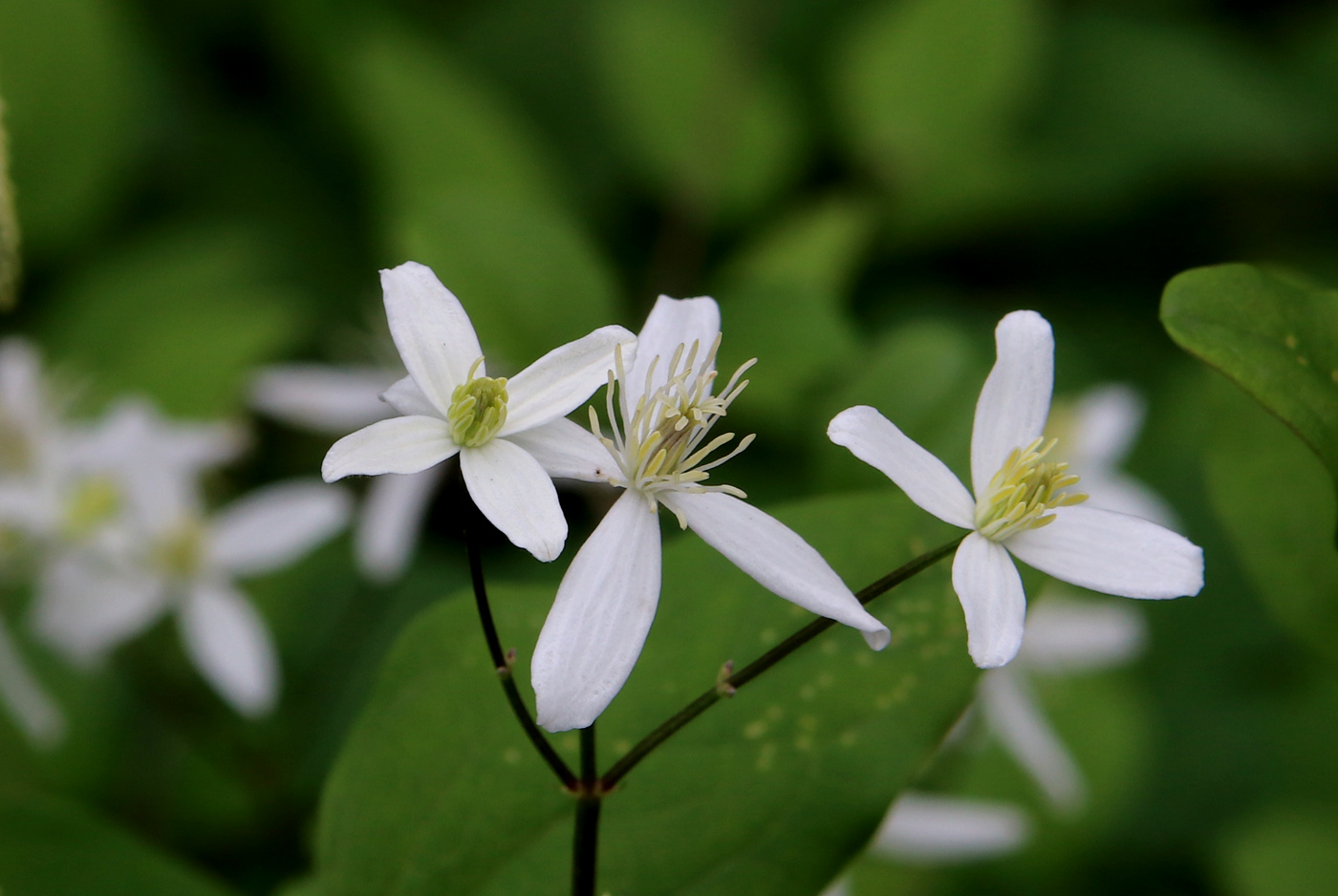 Изображение особи Clematis mandshurica.