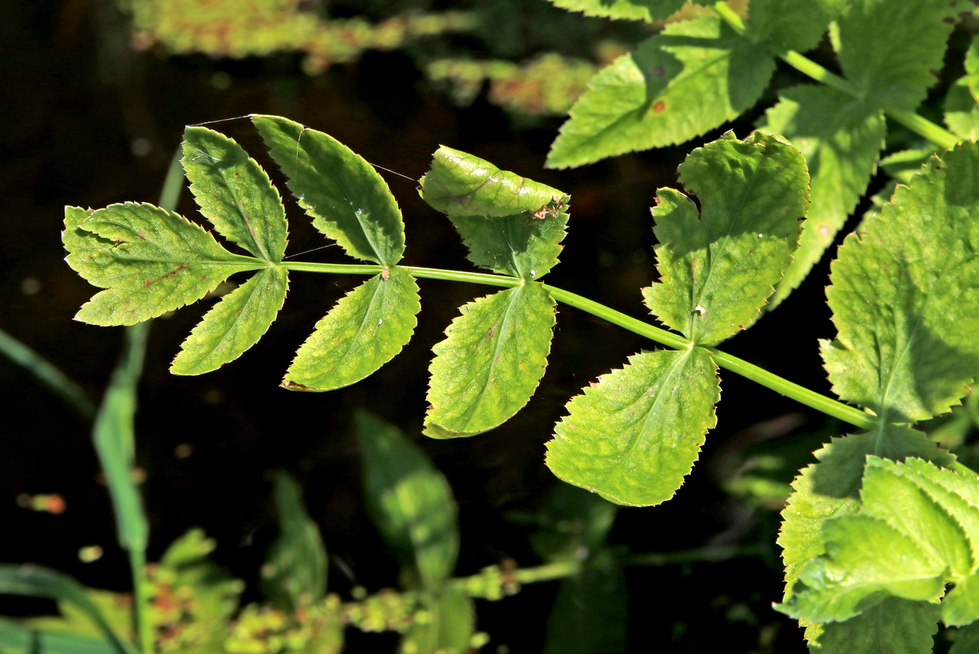 Image of Berula erecta specimen.