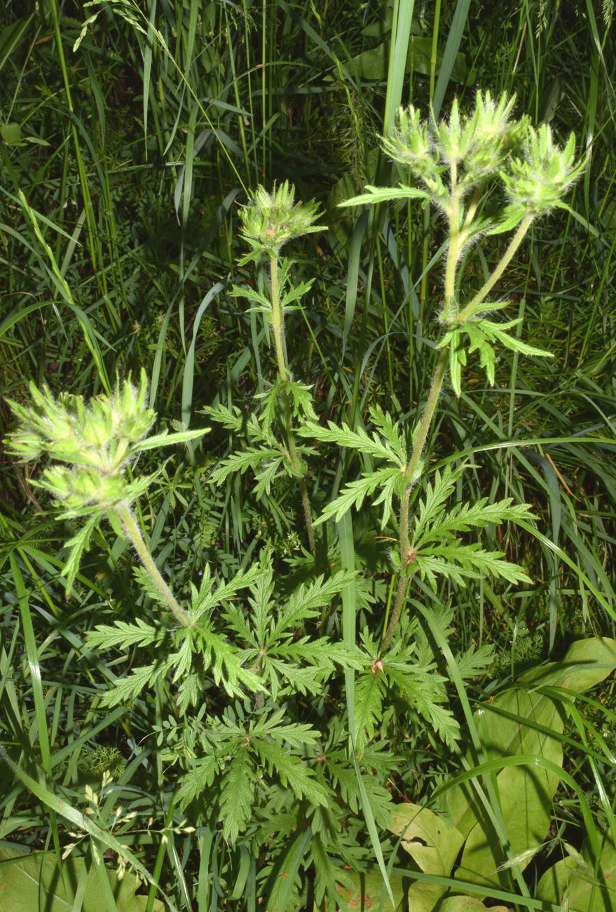 Изображение особи Potentilla pedata.