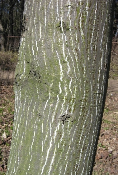 Image of Acer tegmentosum specimen.