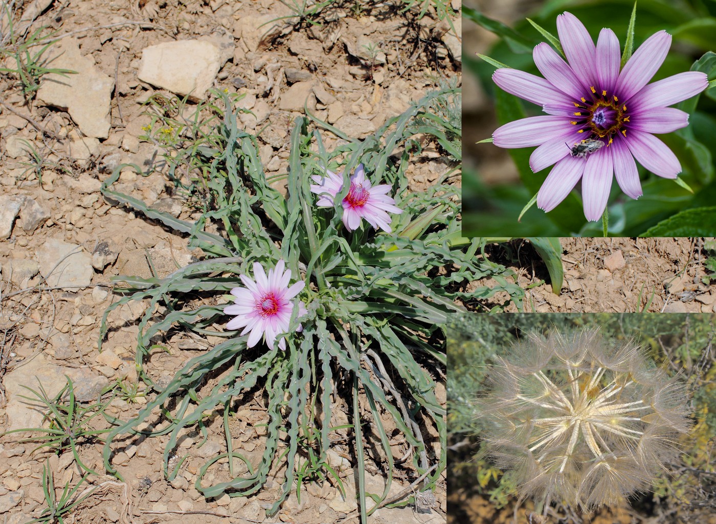 Image of Tragopogon marginifolius specimen.