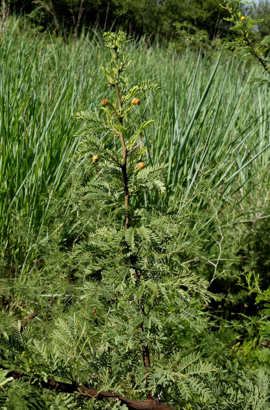 Image of Vachellia karroo specimen.