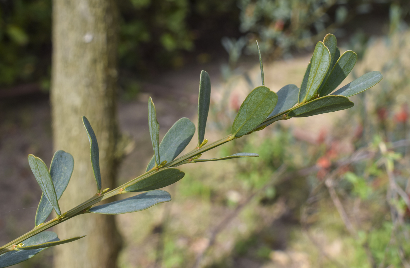 Изображение особи семейство Fabaceae.