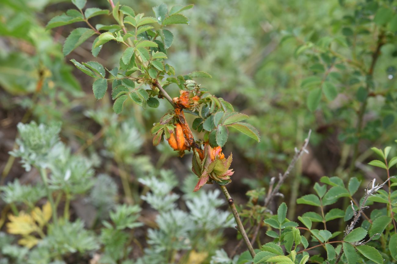 Image of genus Rosa specimen.