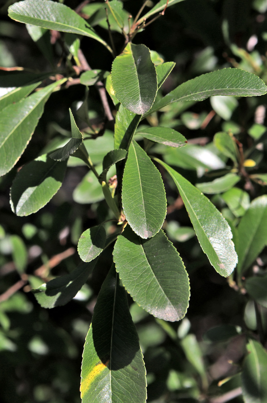 Image of Pyracantha crenulata specimen.
