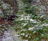 Rubus idaeus. Растения, засыпанные снегом. Московская обл., Раменский р-н, окр. дер. Хрипань, садовый участок. 08.15.2015.