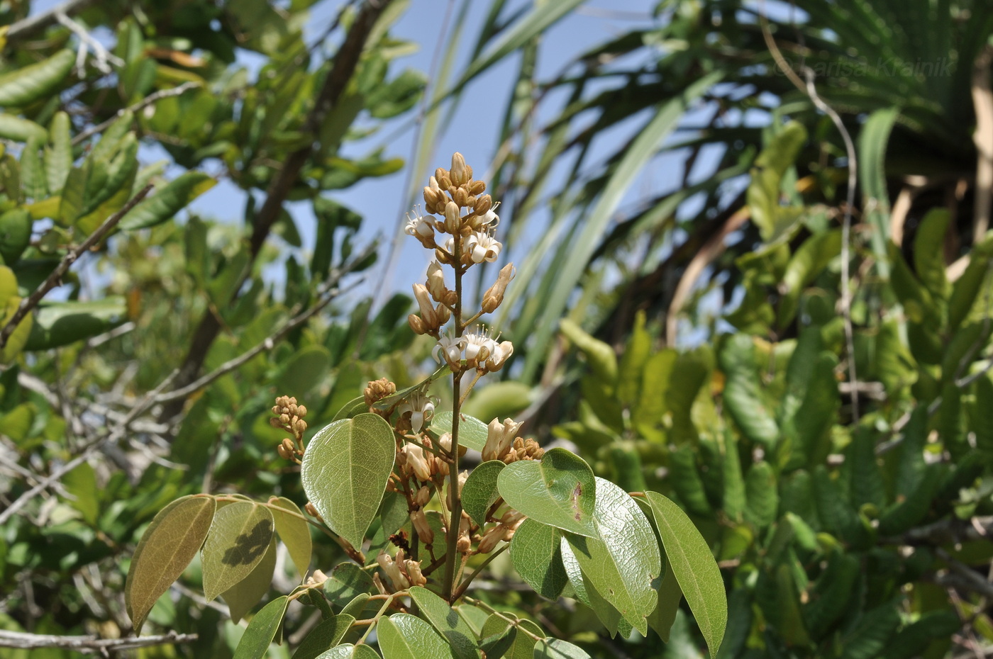 Изображение особи Connarus paniculatus.