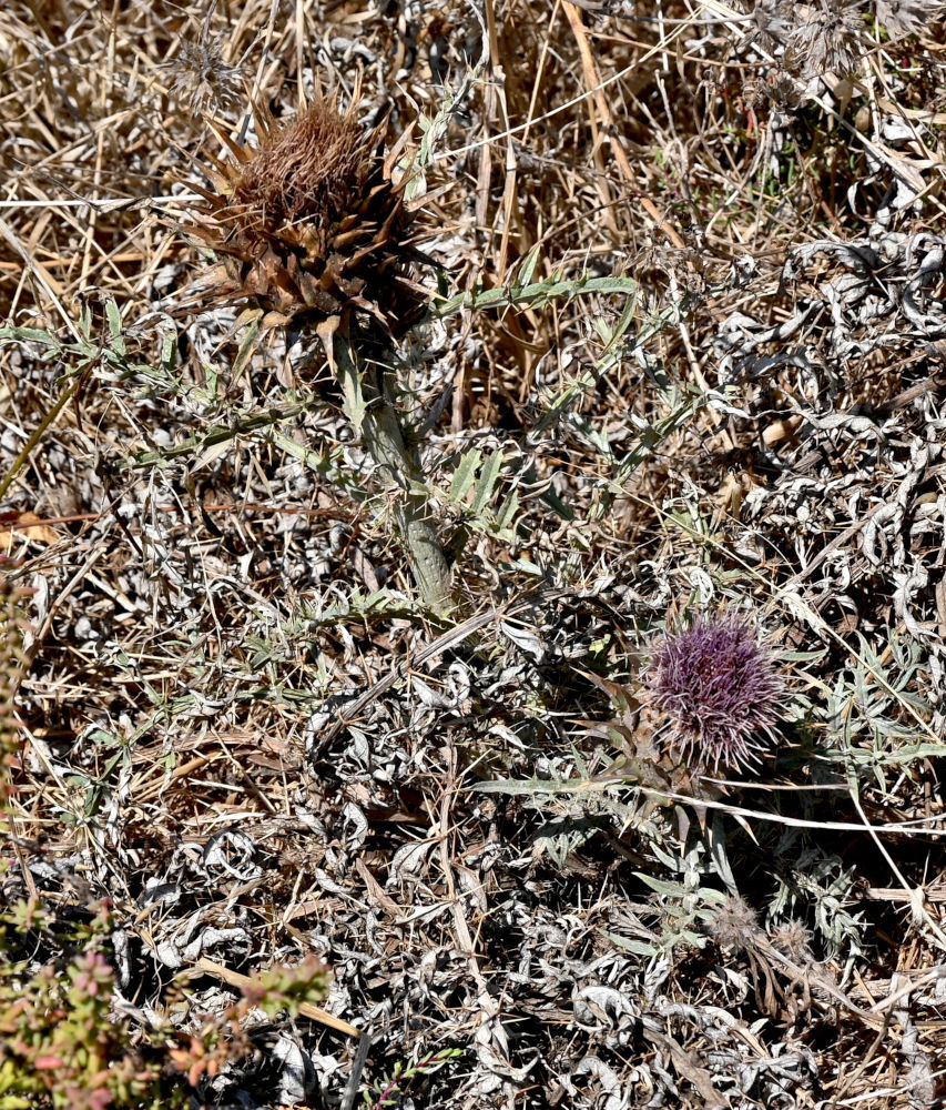 Image of Cynara cardunculus specimen.
