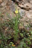 Verbascum orientale. Цветущее растение. Крым, Южный берег, гора Кошка, шибляк. 23.05.2026.