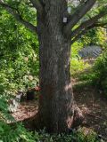 Metasequoia glyptostroboides. Ствол. Волгоград, Красноармейский р-н, дендрарий. 17.06.2026.