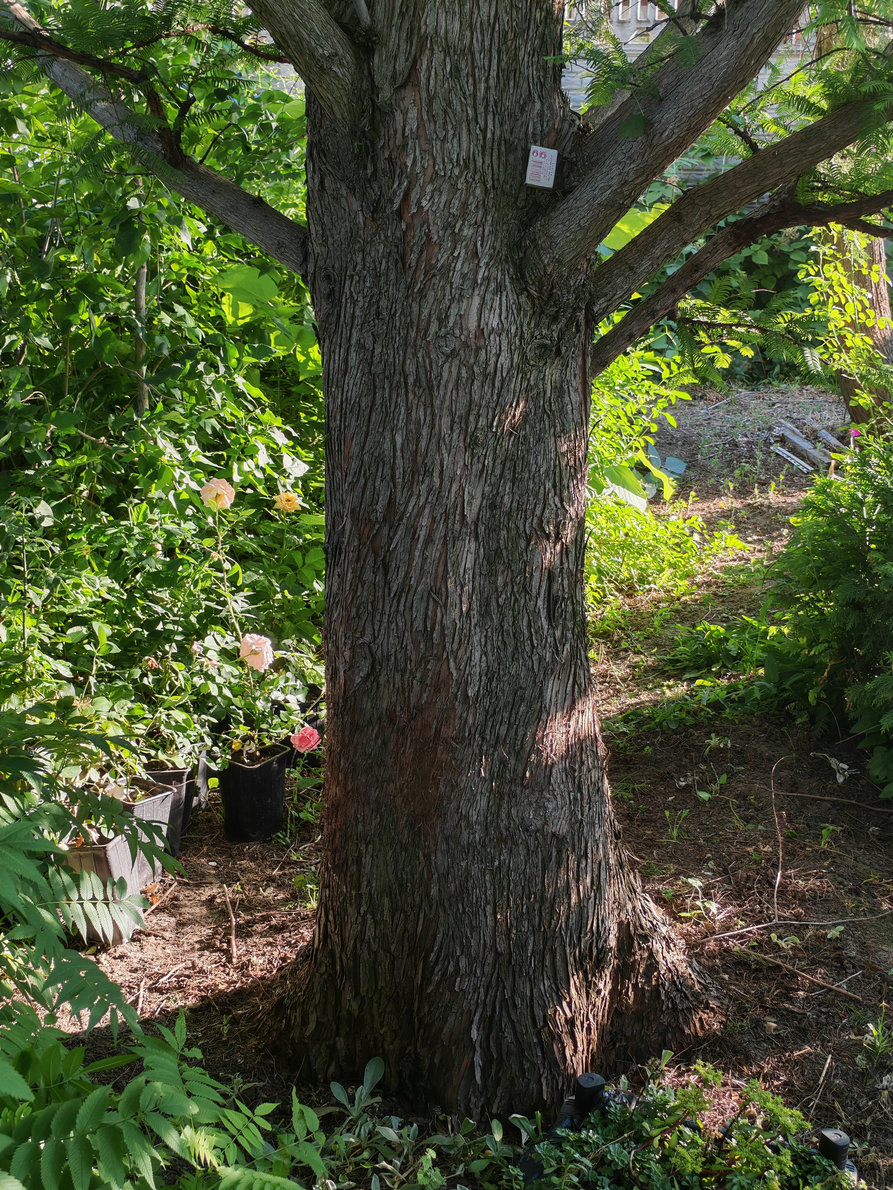 Image of Metasequoia glyptostroboides specimen.