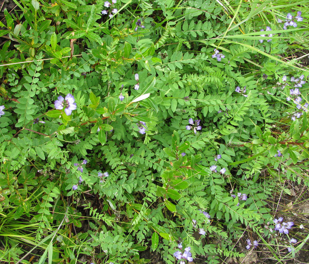 Image of Astragalus alpinus specimen.