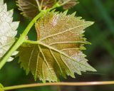 Vitis vinifera. Лист (вид на абаксиальную поверхность). Краснодарский край, Крымский р-н, окр. станицы Неберджаевская, ур. Темрючки, грабинниково-пушистодубовое редколесье, большая закустаренная каменистая поляна. 20.06.2026.
