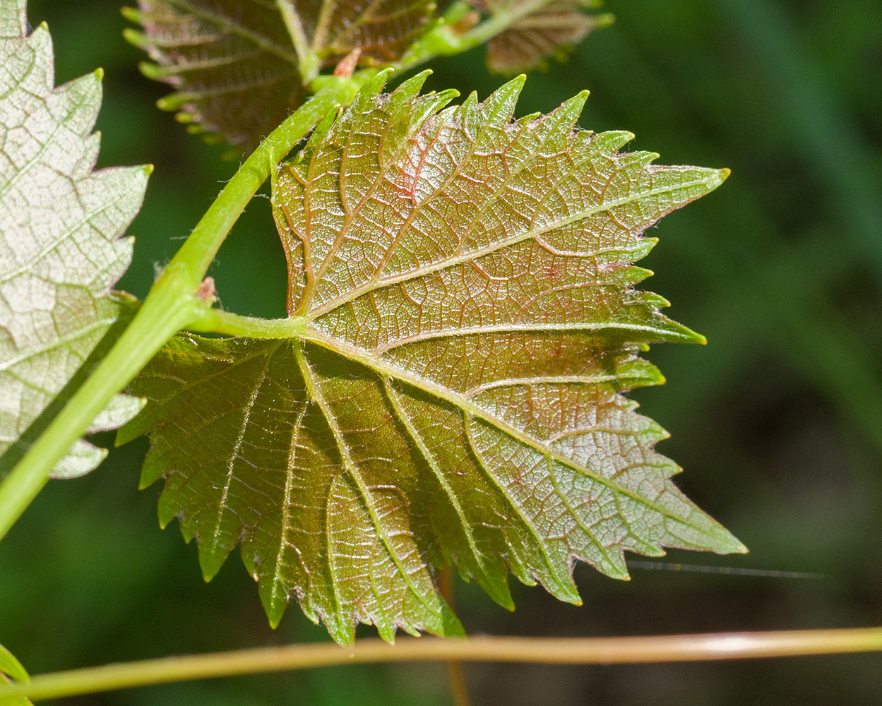 Изображение особи Vitis vinifera.