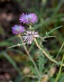 Galactites tomentosus. Верхушка побега с соцветиями. Португалия, округ Бежа, дол. р. Рибейра-ду-Торгал, лиственный лес. 04.06.2026.