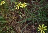 genus Tragopogon. Часть побега. Турция, ил Артвин, дер. Багджилар (Bağcılar), обочина дороги. 12 июня 2026 г.