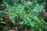 Thelypteris palustris. Вайи. Московская обл., Серпуховский р-н, окр. дер. Скрёбухово, черноольшанник. 21.08.2026.