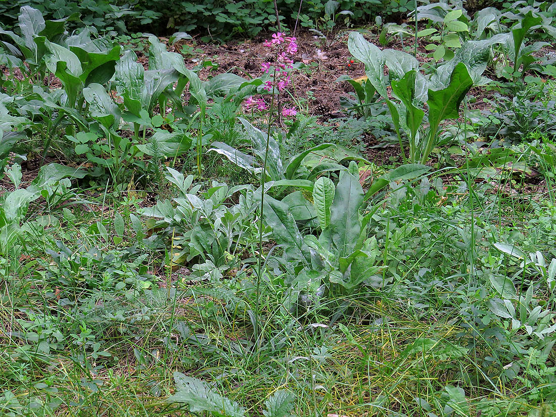 Изображение особи Viscaria vulgaris.