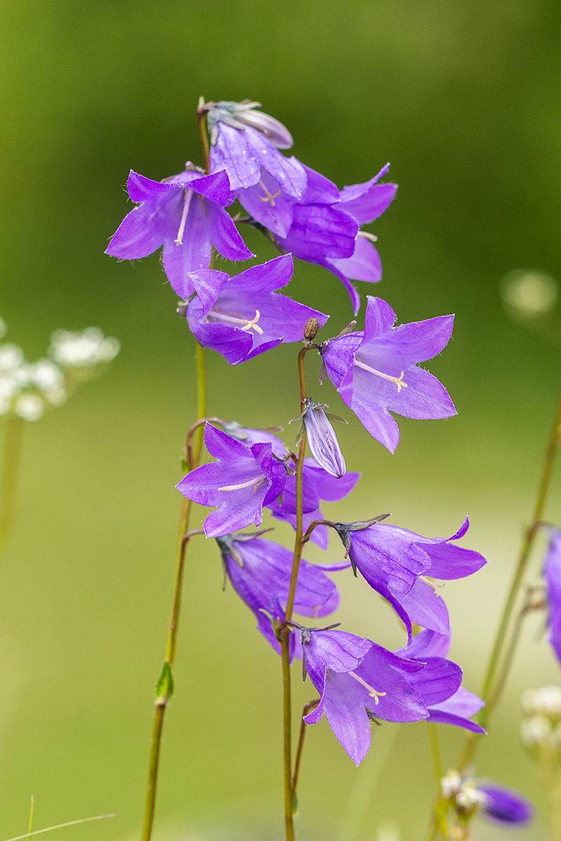 Изображение особи род Campanula.