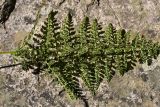 unknown species. Сорванная вайя с сорусами (вид на абаксиальную поверхность). Турция, ил Артвин, окр. храма Отхта, берег ручья. 13 июня 2026 г.
