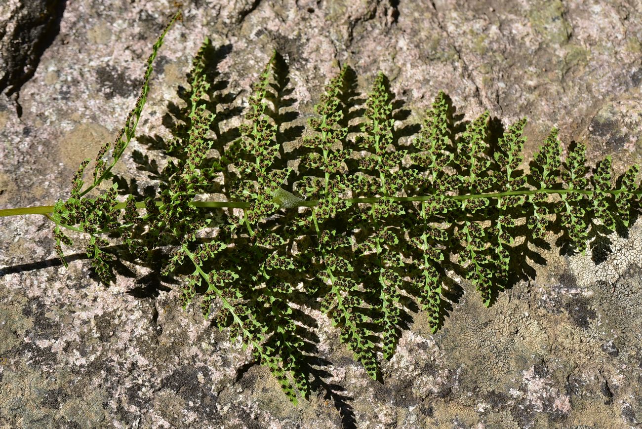 Image of Unknown species specimen.