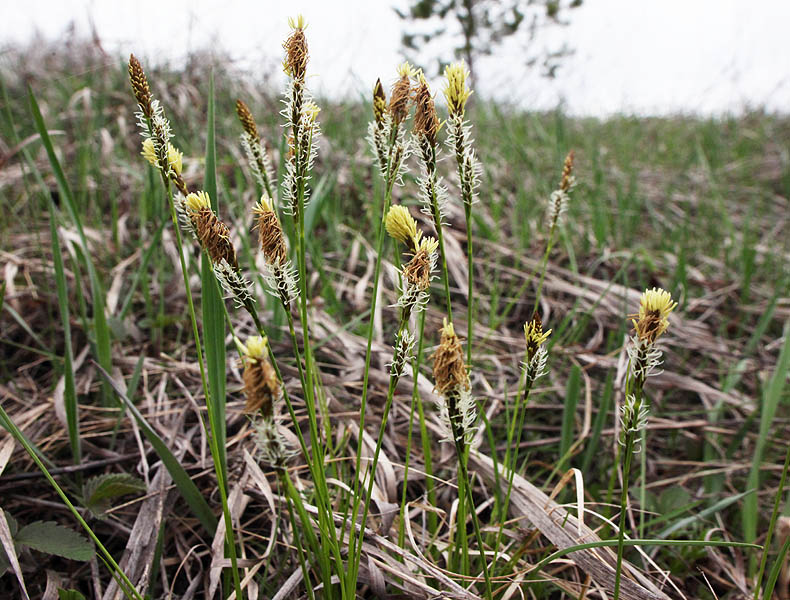 Изображение особи Carex caryophyllea.