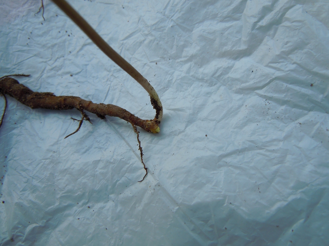 Image of Anemone ranunculoides specimen.